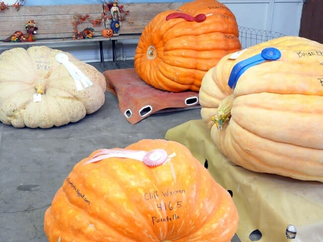 Giant Pumpkins