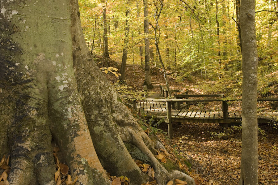 Village Creek State Park on Highway 64 in Wynne, Arkansas
