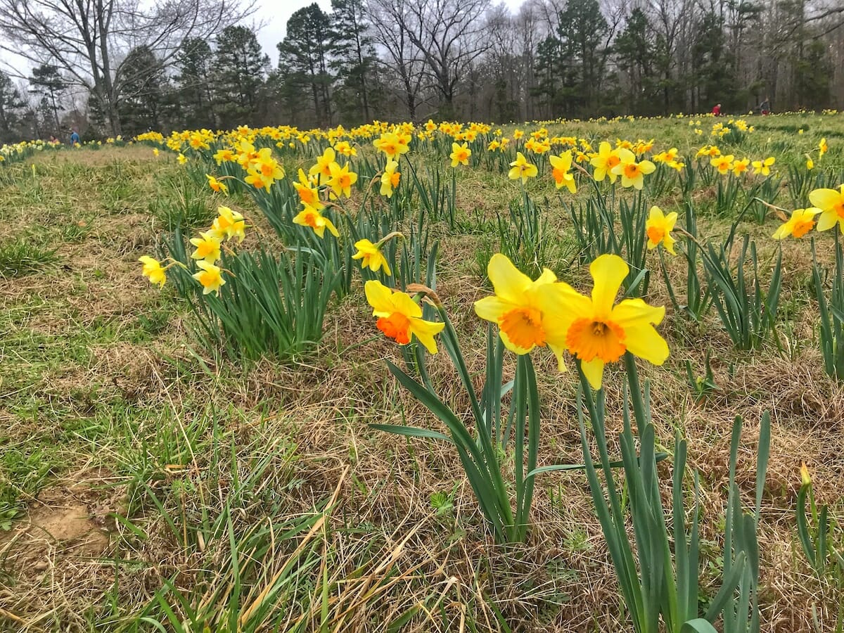 Find a Miracle at the Wye Mountain Daffodil Festival Only In Arkansas