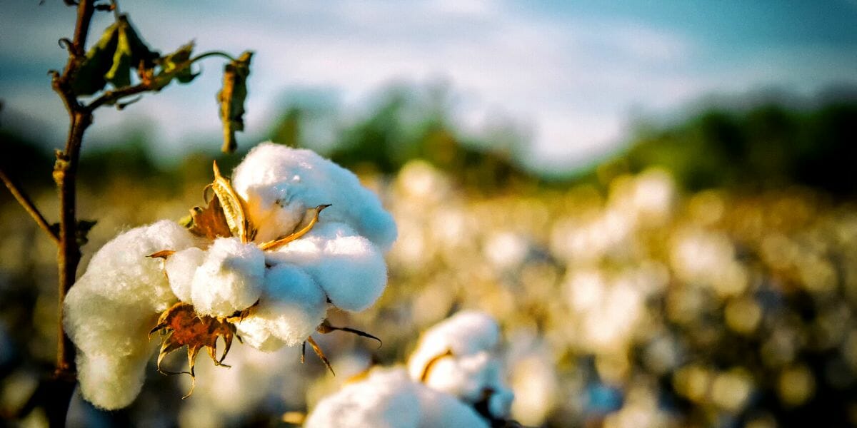 DeepRooted Legacies in Cotton Plant Only In Arkansas
