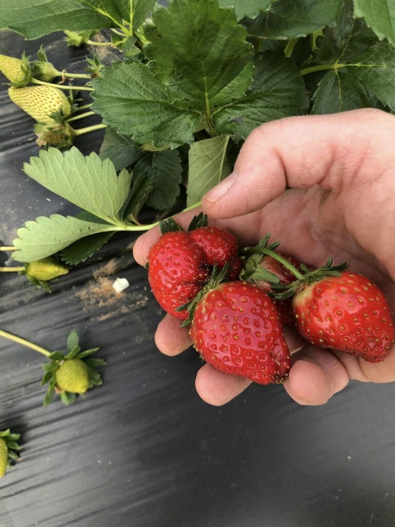 Reagan Family Farms U-Pick strawberries
