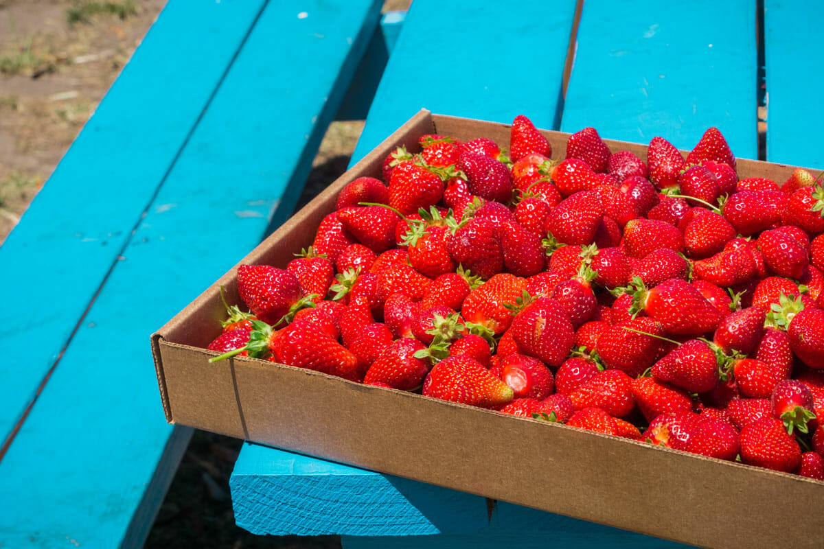 Arkansas UPick Farms Ripe for the Picking Only In Arkansas