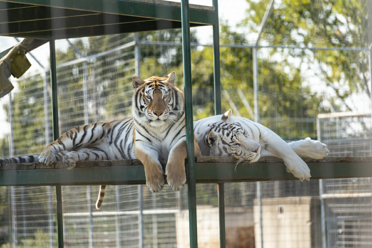Arkansas Animal Encounters Only In Arkansas