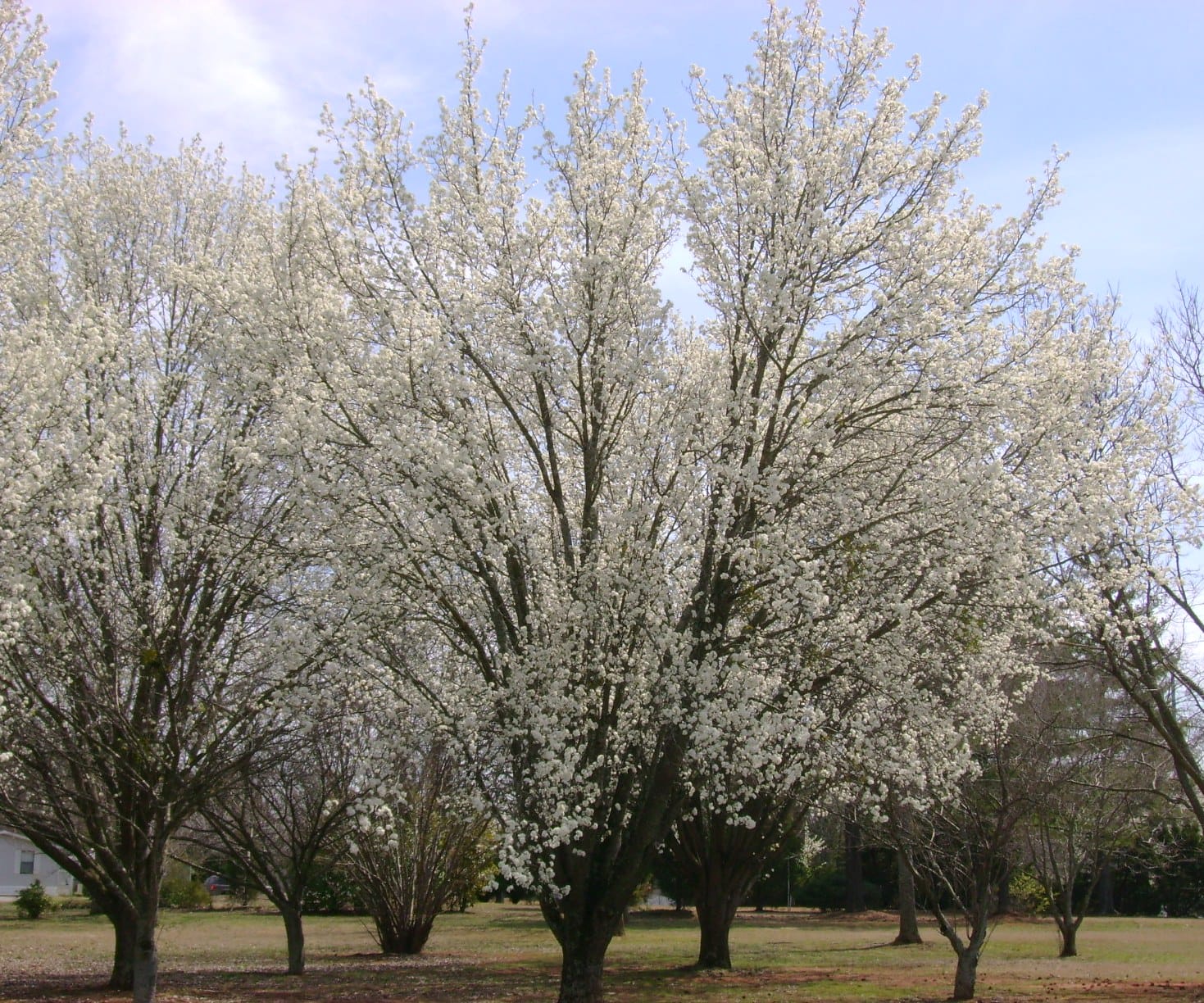 Invasive Trees in Arkansas Only In Arkansas