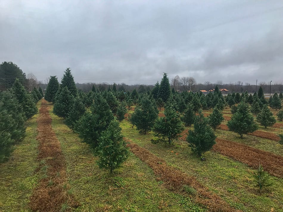 December Nature Journal - Only In Arkansas