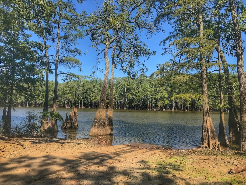 Trees Every Arkansan Should Know