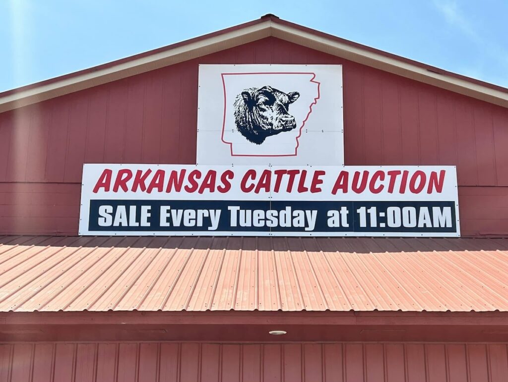 A Day at an Arkansas Livestock Auction
